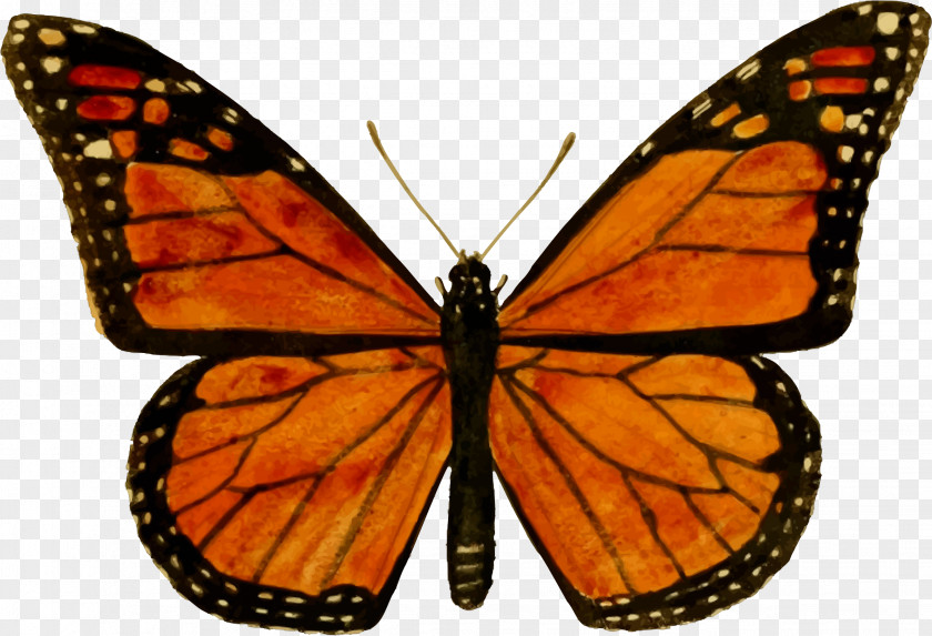 Butterfly Monarch Biosphere Reserve Viceroy Milkweed PNG