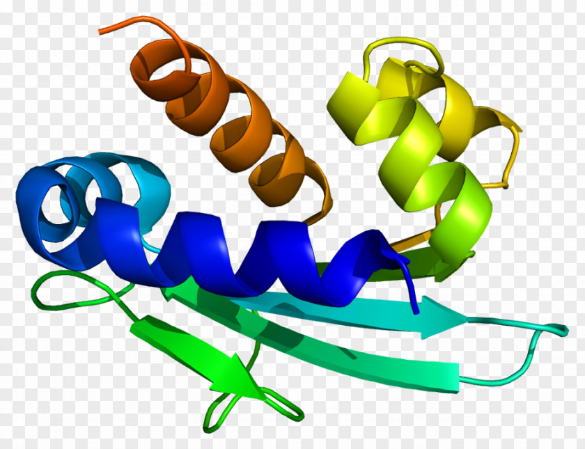 HSD17B4 Interleukin-7 Receptor Peroxisome 17β-Hydroxysteroid Dehydrogenase Protein PNG