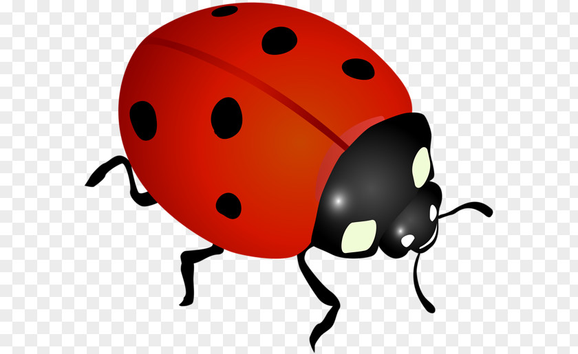 Spring Download Ladybird Clip Art PNG