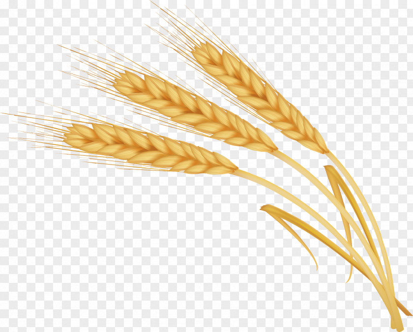 Barley PNG