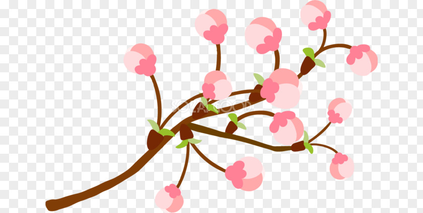 Cherry Blossom Illustration Flower Design PNG