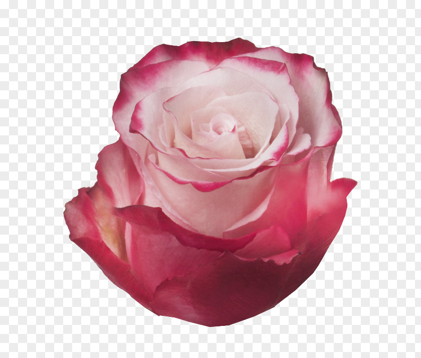 Garden Roses Cabbage Rose Floribunda Vase Life PNG