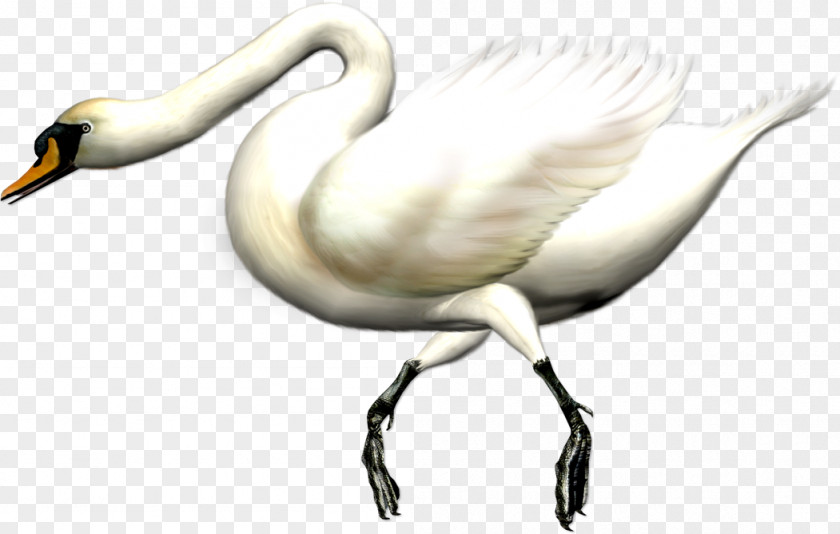 Goose Cygnini Bird Swan Domestic PNG