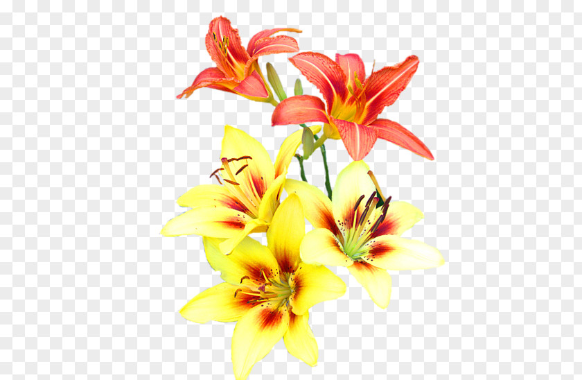 Summer Sale Poster Floral Design Cut Flowers Plant Stem PNG