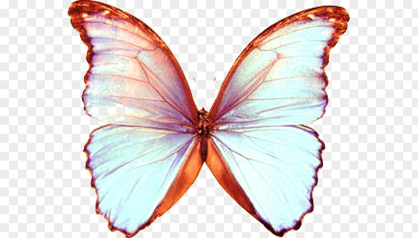 Butterfly Valley, Fethiye Morpho Peleides Menelaus Apatura Iris PNG