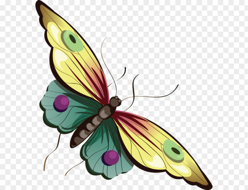 Cartoon Pictures Of Butterflies Butterfly Clip Art PNG