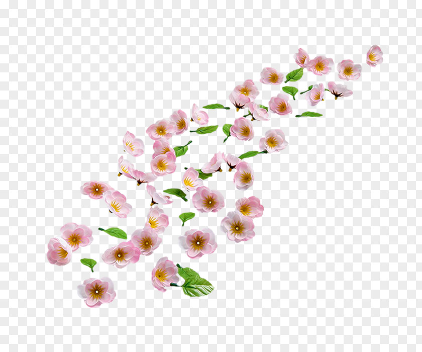 Cherry Blossom Sweet Almond Flower PNG