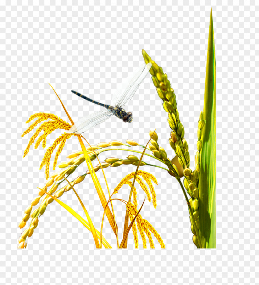 Dragonfly Free Stock Wheat Pull Huaihezhen Rice Oryza Sativa PNG