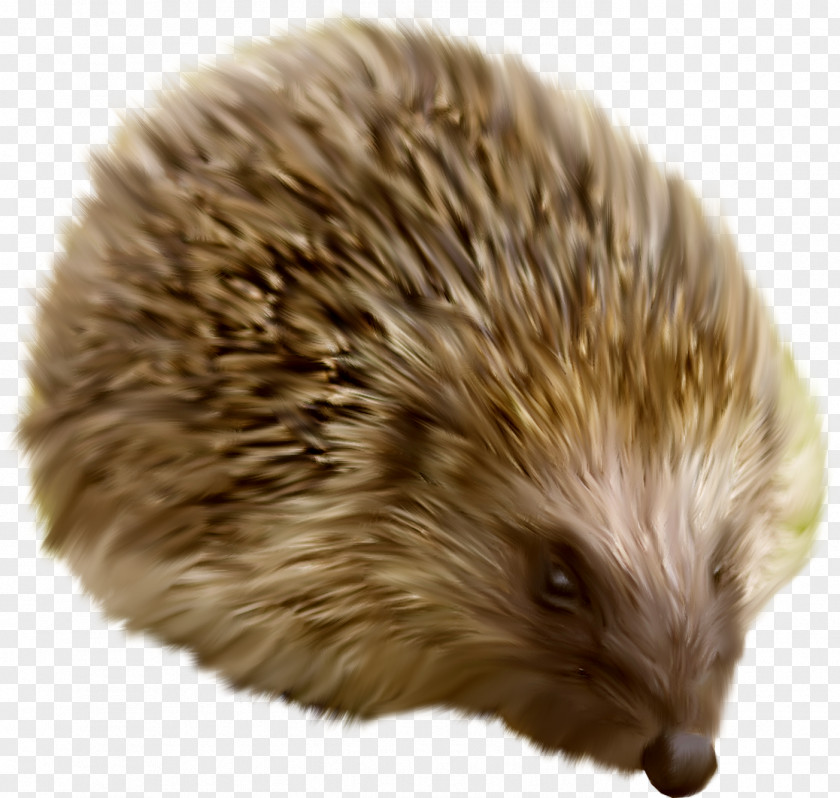 Hedgehog Domesticated Raster Graphics Clip Art PNG