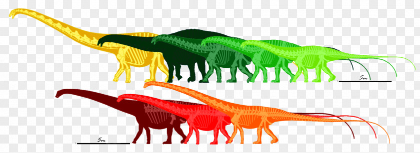 Barosaurus Seismosaurus Apatosaurus Supersaurus Mamenchisaurus PNG