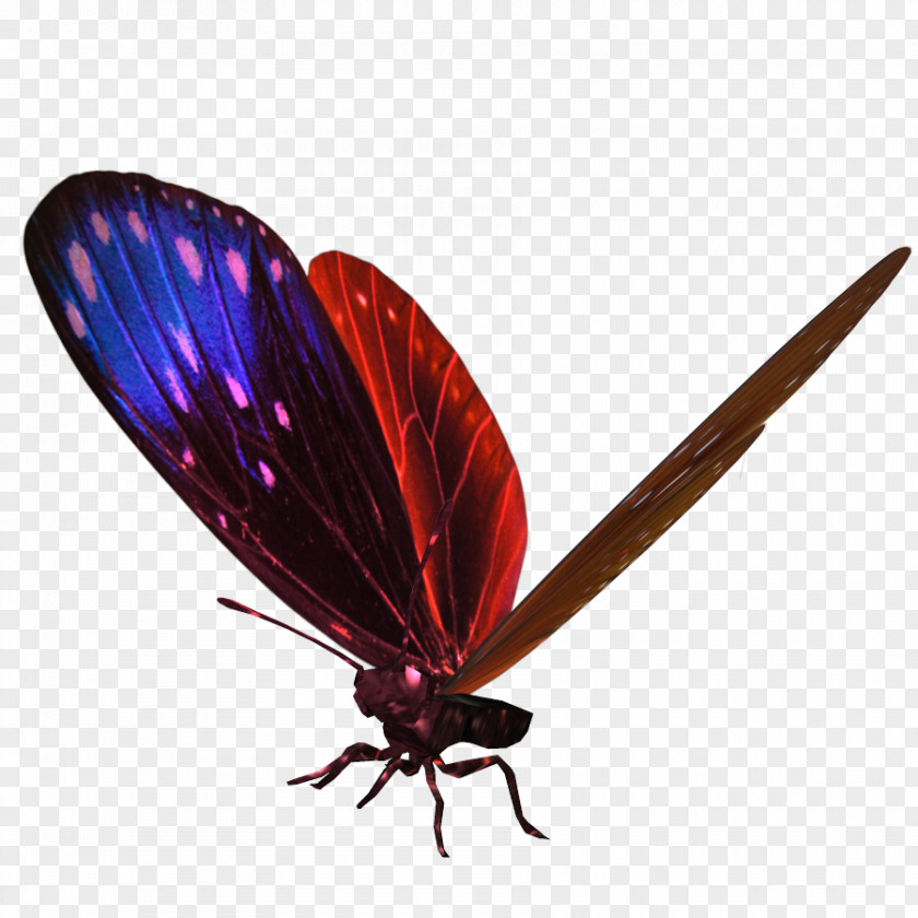 Butterfly Brush-footed Butterflies Moth Insect PNG