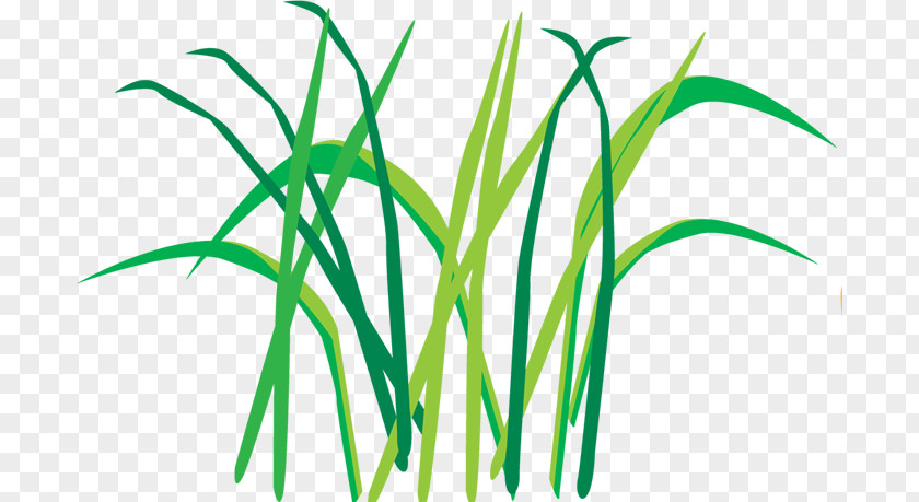 Centipedegrass Icon Egoel Leaf Plant Stem Clip Art Herbaceous PNG