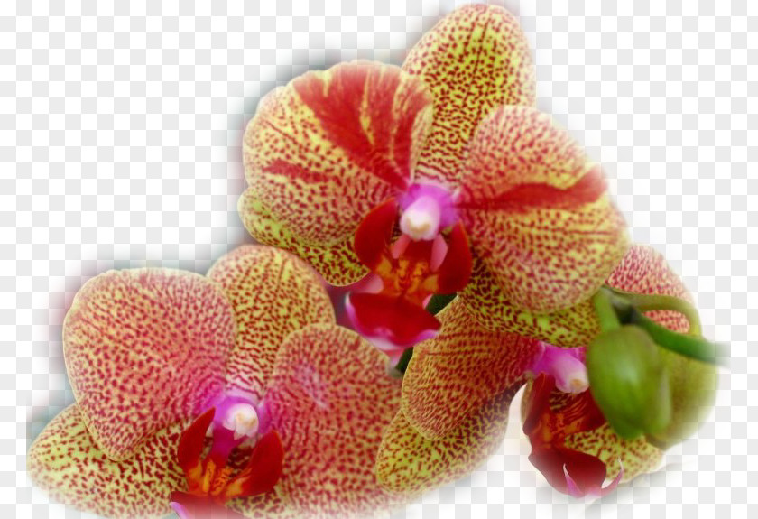 Flower Moth Orchids Clip Art PNG