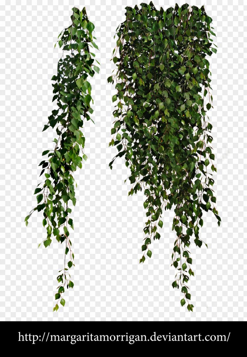 Greenery Plant Vine Clip Art PNG