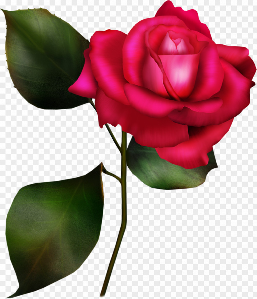 Pink Rose Clip Art PNG