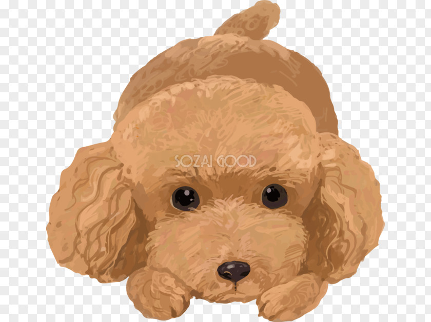Puppy Toy Poodle Miniature Goldendoodle Cockapoo PNG
