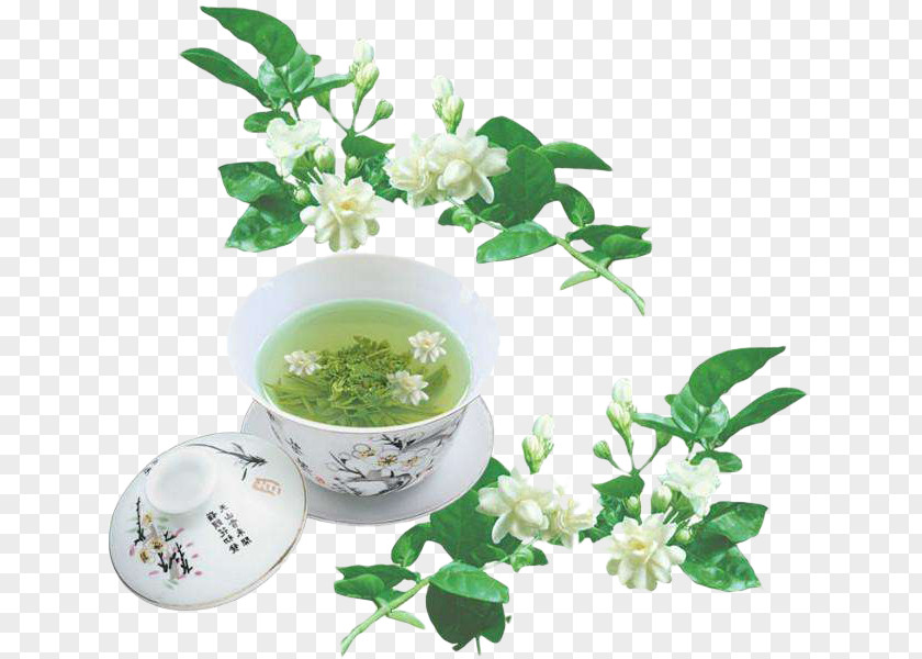 Jasmine Tea Flowering Arabian Green PNG