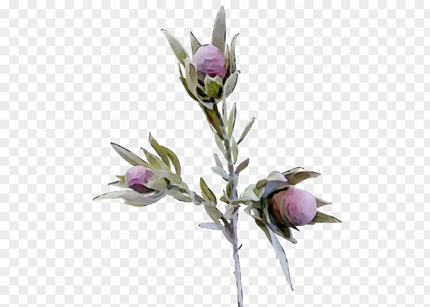 Petal Cut Flowers Flower Plant Bud PNG