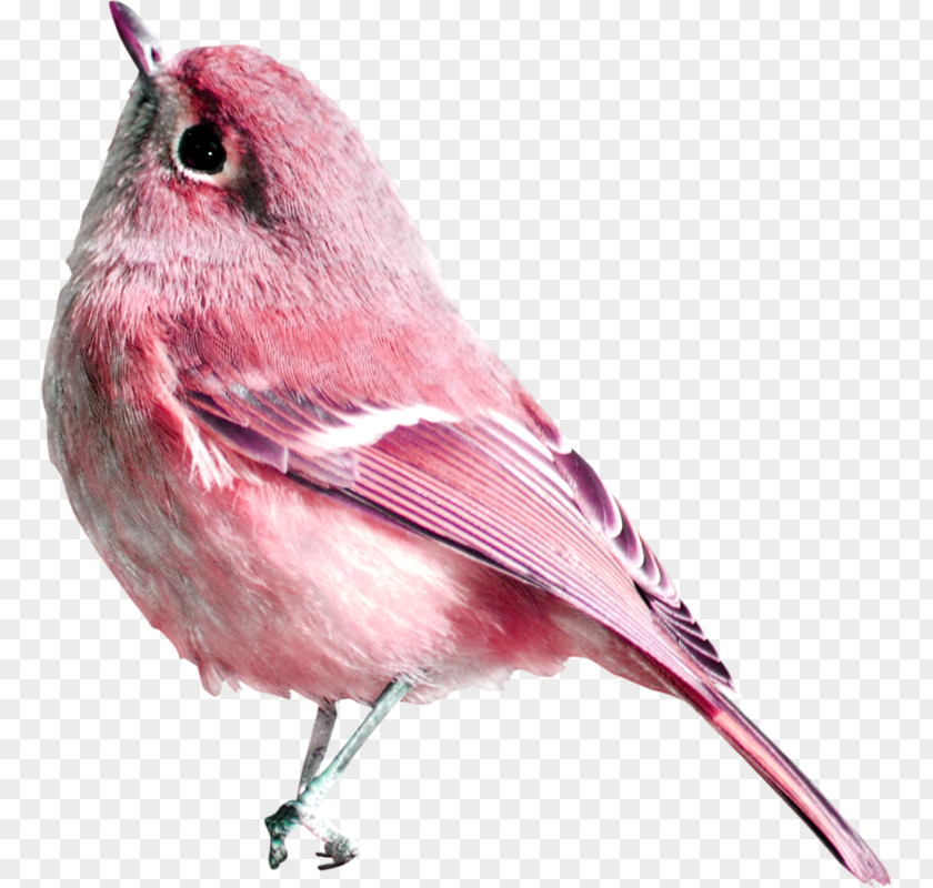 U042fu043du0434u0435u043au0441.u0424u043eu0442u043au0438 Frame PNG frame , Bird sparrow clipart PNG