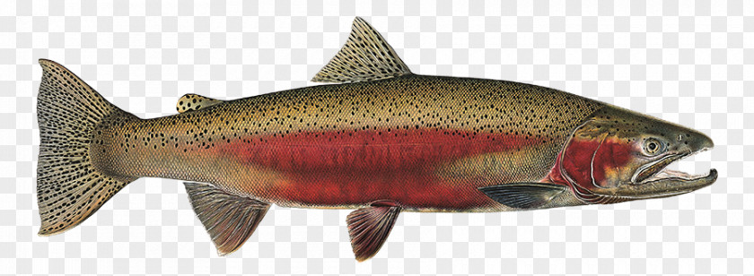 Coho Oily Fish Sockeye Salmon Products Trout PNG