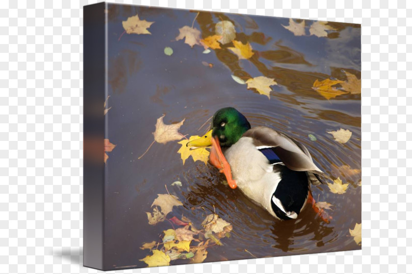 Duck Painting Picture Frames PNG