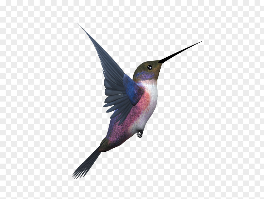 Flying Bird Hummingbird Flight Eurasian Magpie PNG