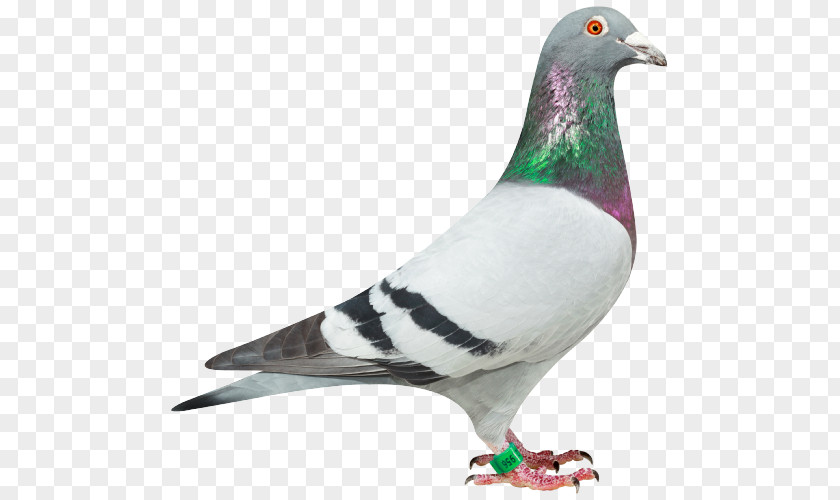 Pigeon Photography Racing Homer Homing Columbidae Stock Dove .de PNG
