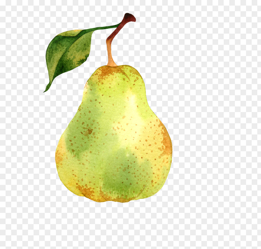 Baygon Watercolor Pear Vector Graphics Illustration Photography Painting PNG