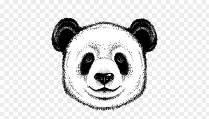Bear Giant Panda Vector Graphics Illustration Drawing PNG