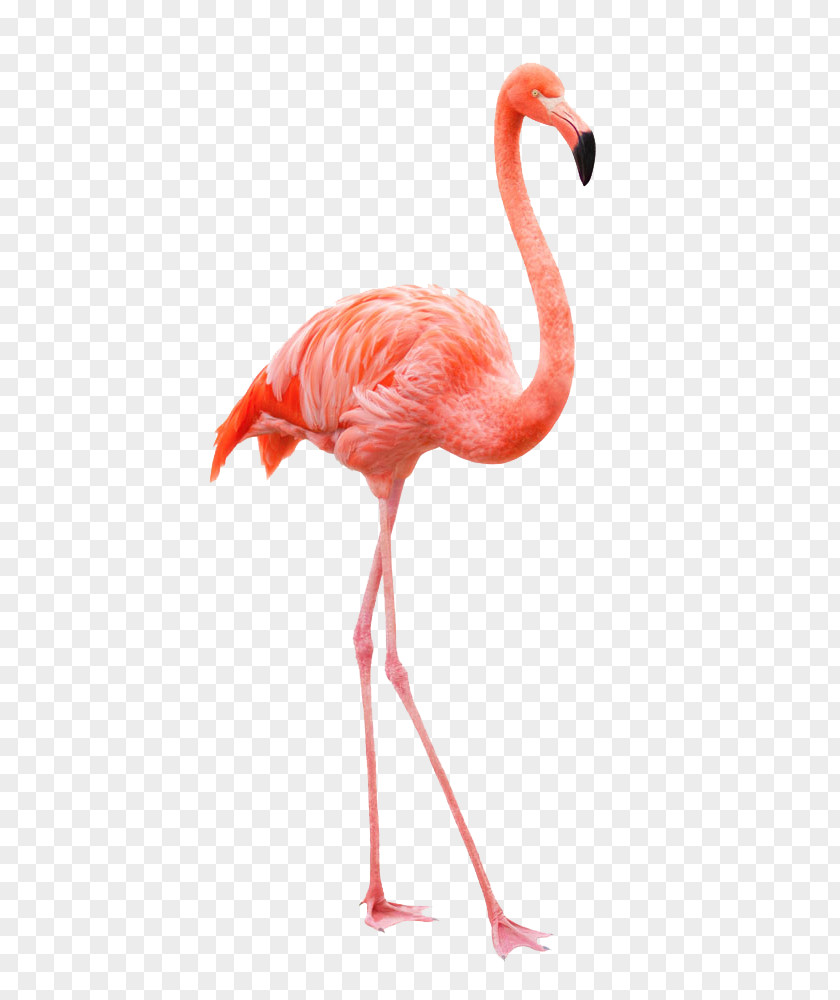 Flamingo Royalty-free Drawing Stock Photography PNG