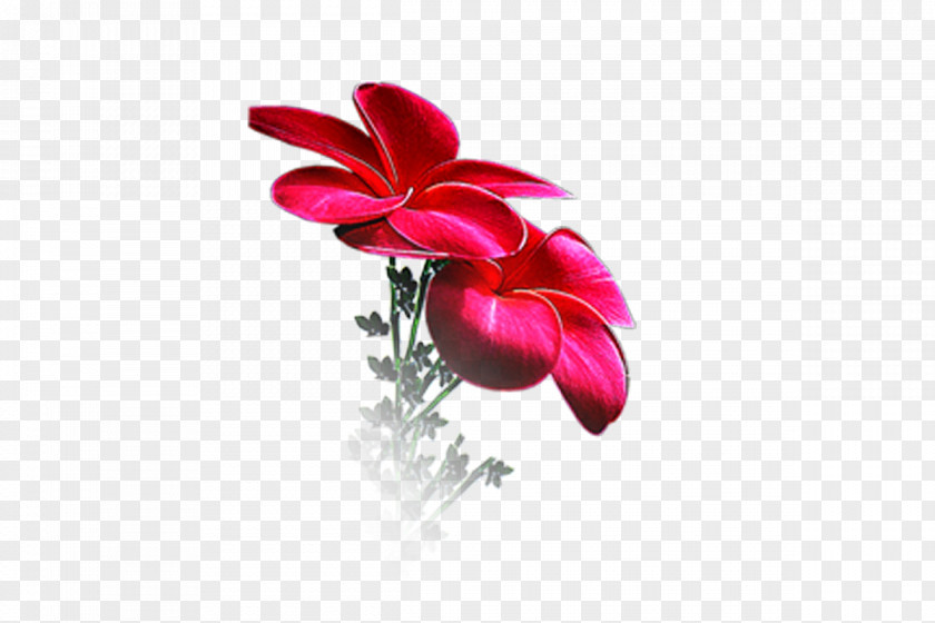 Flawer Flower Petal Floral Design Desktop Wallpaper PNG
