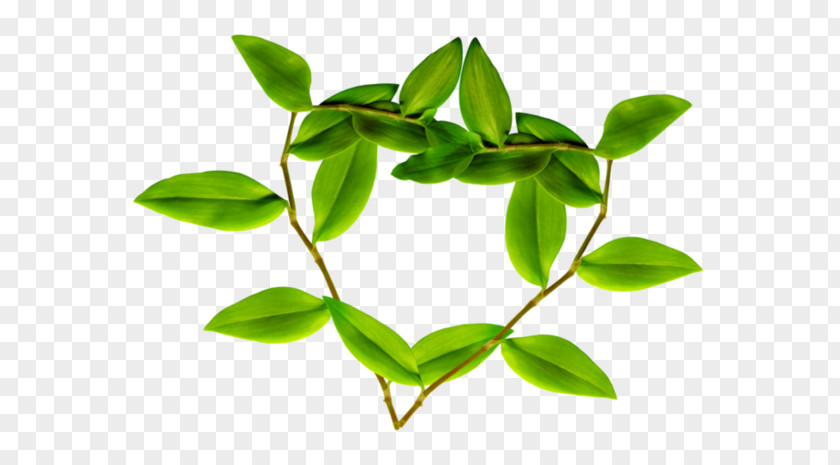 Leaf Branch Plant Stem Autumn Uluru PNG