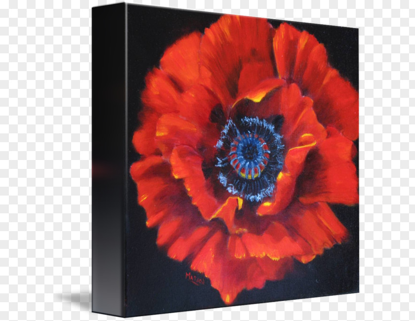 Opium Poppy Remembrance Art Transvaal Daisy Raum PNG