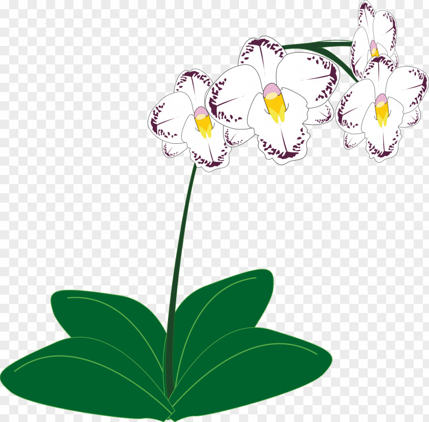Orchid Orchids Plant Clip Art PNG