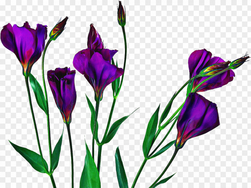 Tulip Plant Stem Flowers Background PNG