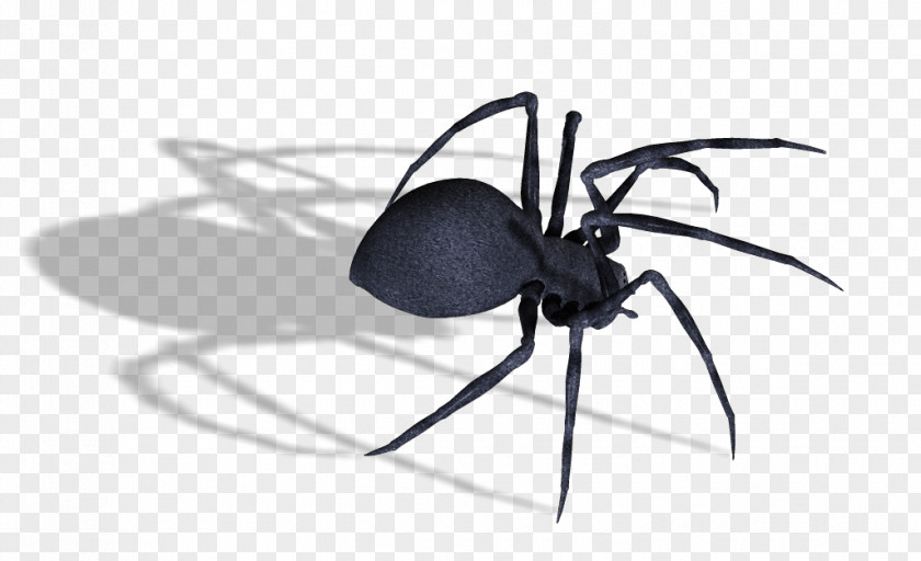 Black Widow Spider Image Southern Captain America PNG