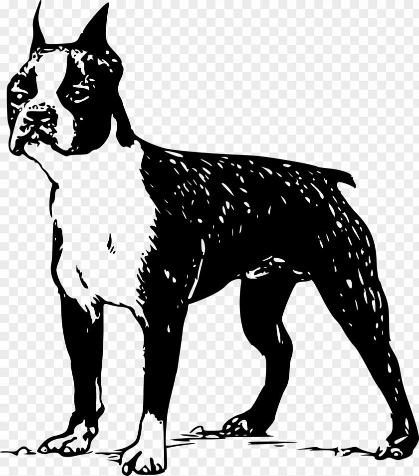 Boston Terrier Scottish Clip Art Vector Graphics PNG