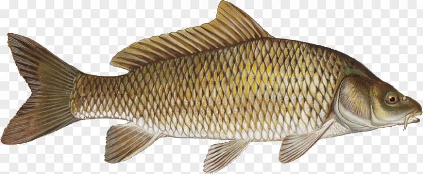 Fish Common Carp Grass Cyprinidae PNG