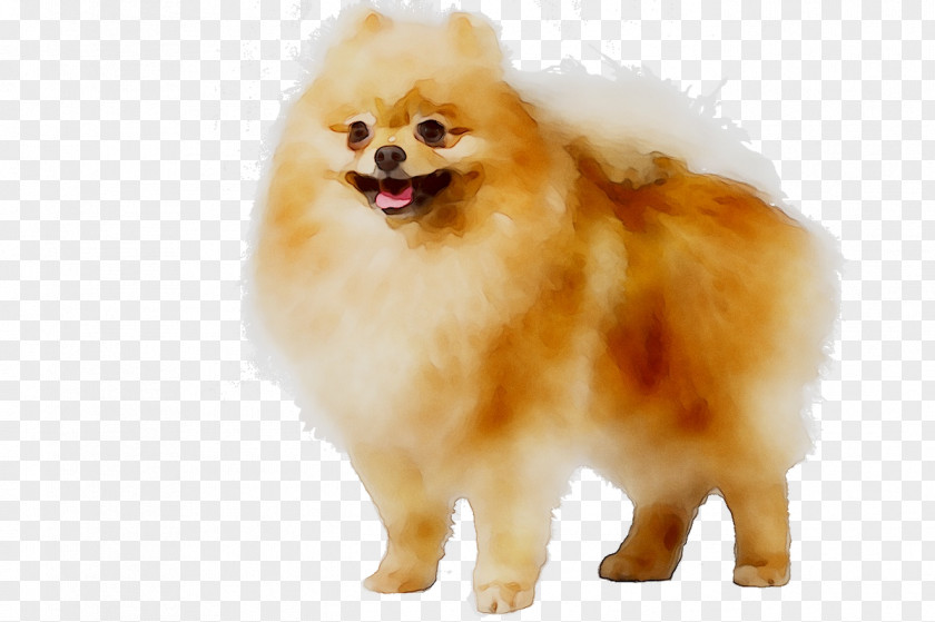 German Spitz Klein Pomeranian Mittel Volpino Dog Breed PNG