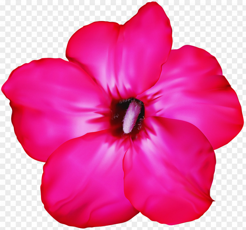 Morning Glory Annual Plant Petal Pink Flower Magenta PNG
