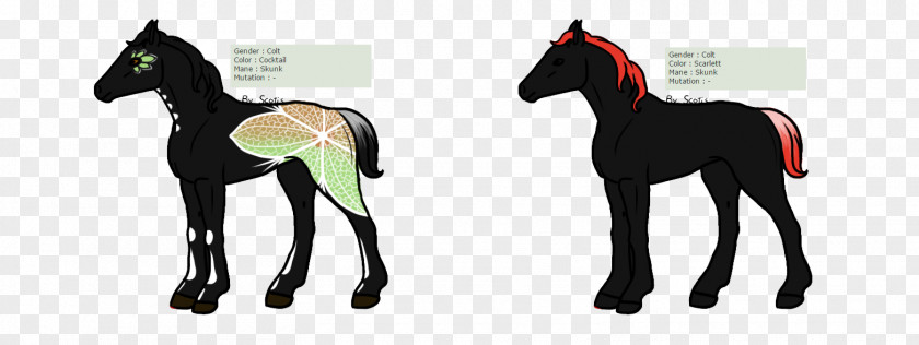 Mustang Foal Pony Stallion PNG