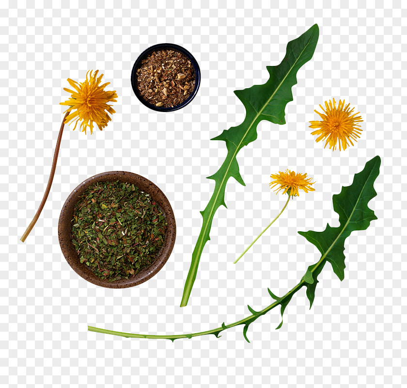 Dandelion Root Mosaic Wild Plants You Can Eat Eating Edible Mushroom PNG