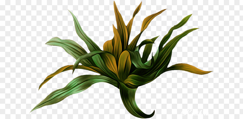 Painting Choix Des Plus Belles Fleurs Botanical Illustration Botany Picturing Plants PNG