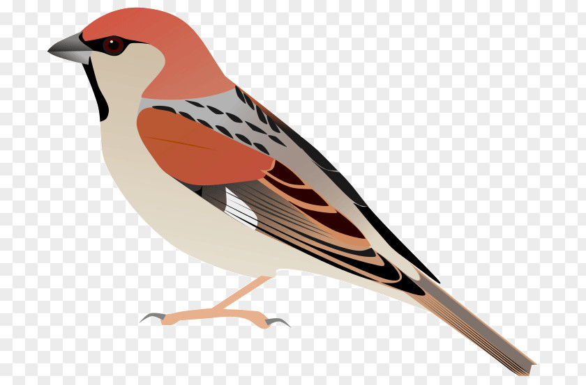 Sparrow House Somali Plain-backed Bird Weavers PNG