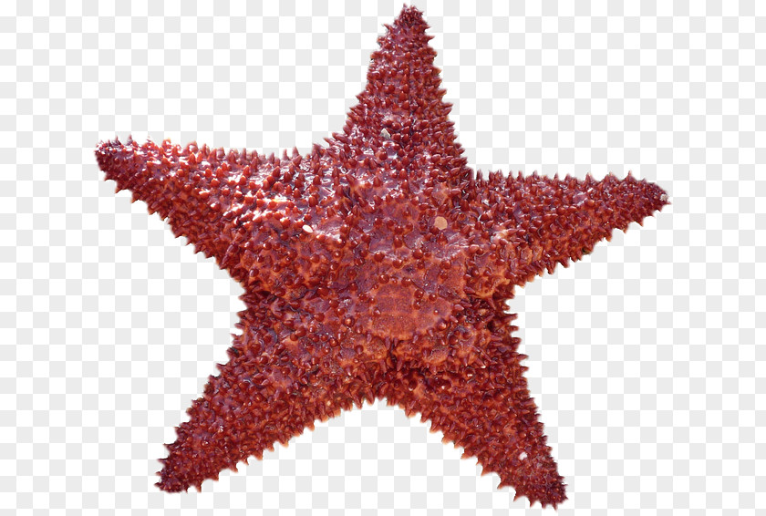 Starfish Symmetry In Biology Definition Shape Organism PNG