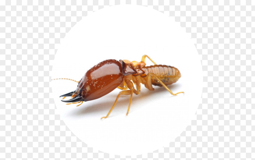 Cockroach Ant Termite Mosquito Pest Control PNG