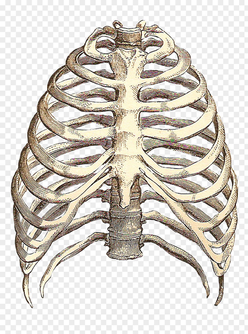 Heart Anatomy T-shirt Human Skeleton Intercostal Space PNG
