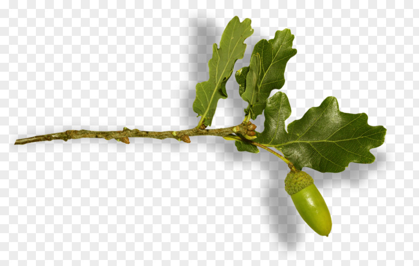 Leaf Twig Fruit PNG