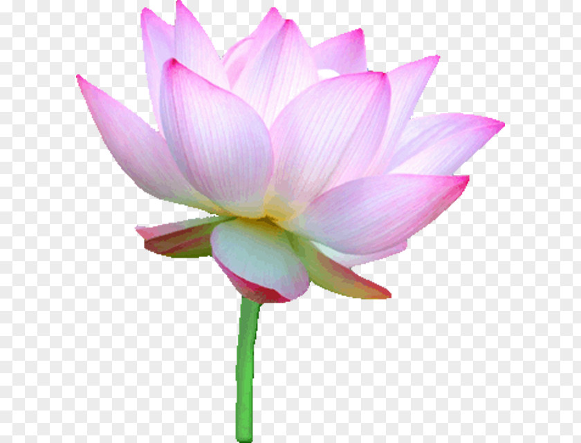 Lotus Nelumbo Nucifera Flower Euclidean Vector PNG