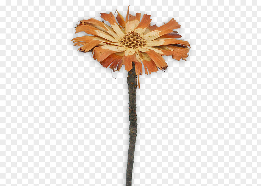 Protea Sugarbushes Transvaal Daisy Repens Cut Flowers Compacta PNG